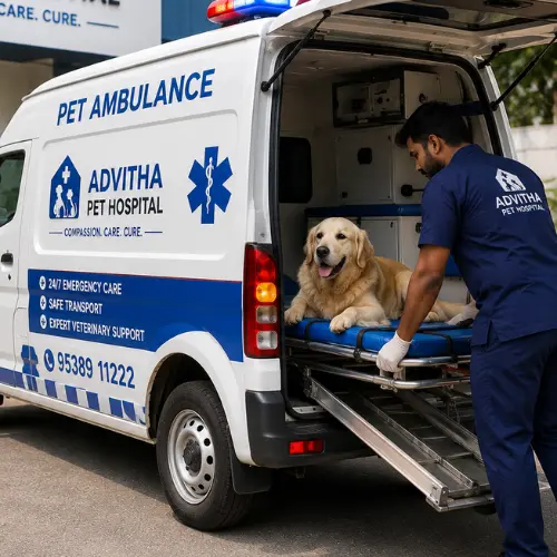 Pet Ambulance