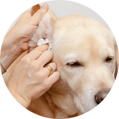 Dermatologist
