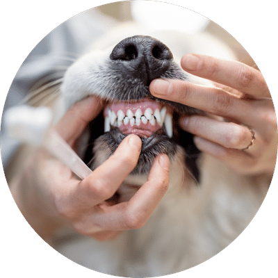 Dentistry