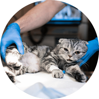 Small Animal Surgery